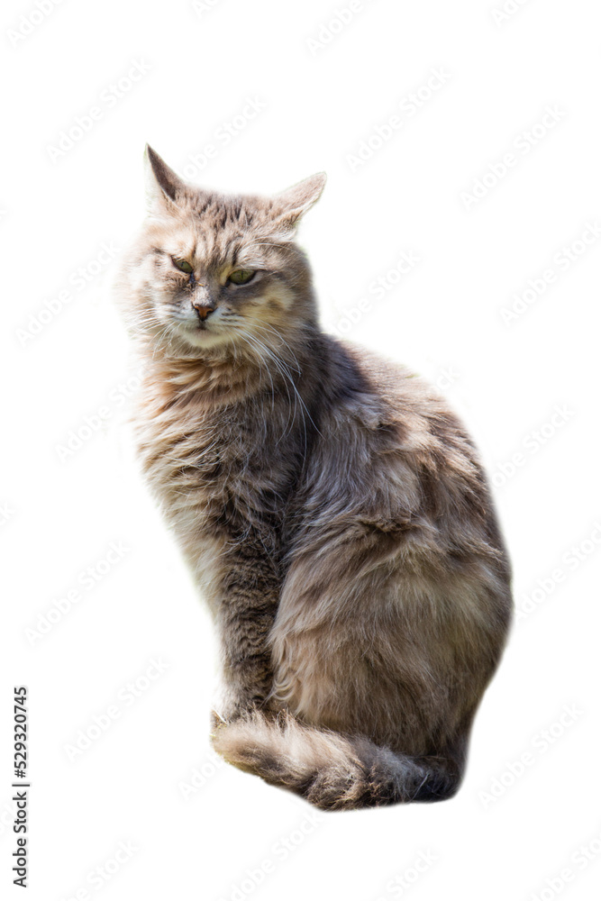 Obraz premium Beautiful and gorgeous cat with white background. Beautiful cat picture animal pets wild lfie beauty.