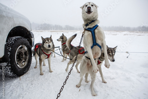 Huskies wait in the snow for a dog sledding trip in New England. photo