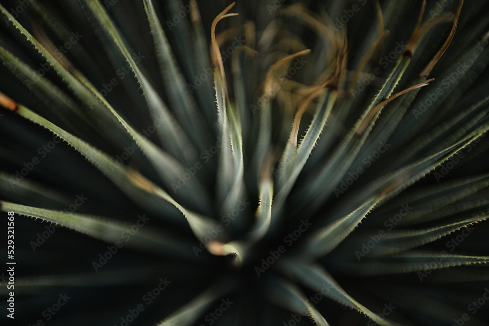 Close up of Cactus in Las Cruces, New Mexico Close up of Cactus in Las Cruces, New Mexico
