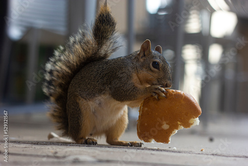 squirrel eating nut