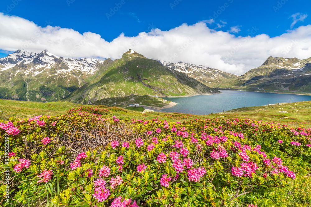 Rhododendrons, Lake Montespluga, Valchiavenna, Lombardy, Italy Rhododendrons, Lake Montespluga, Valchiavenna, Lombardy, Italy
