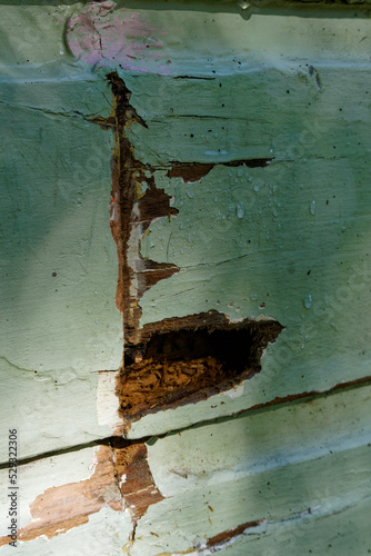 Rotten weatherboards under repair, renovating and maintaining an old wooden Kiwi bungalow. Aotearoa / New Zealand. photo