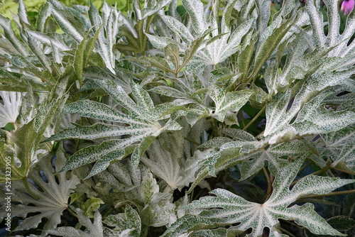 Glossy-leaf paper plant, Fatsia japonica (Spiders Web), variegated leaf.