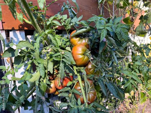 Sun ripe organic tomatoes in home grown vegetable garden photo