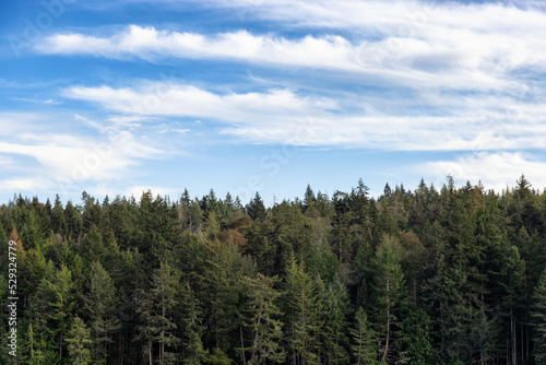 Green Trees in the Forest and blue cloudy sky. Mayne Island, British Columbia, Canada. Canadian Nature Background