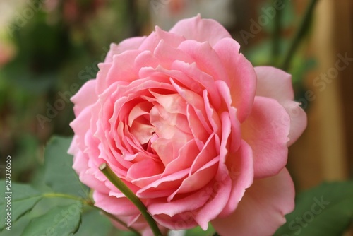 pink rose