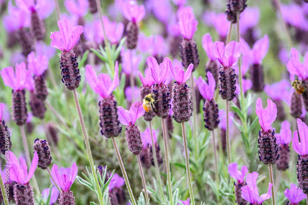 Bee pollinating purple lavender flowers growing in a spring garden
Bee pollinating purple lavender flowers growing in a spring garden