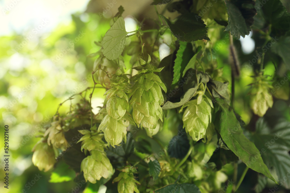Fresh green hops growing on branch outdoors, closeup Fresh green hops growing on branch outdoors, closeup