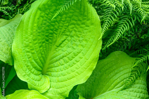Closeup of ruffled green leaves of a hosta plant in a spring shaded garden
