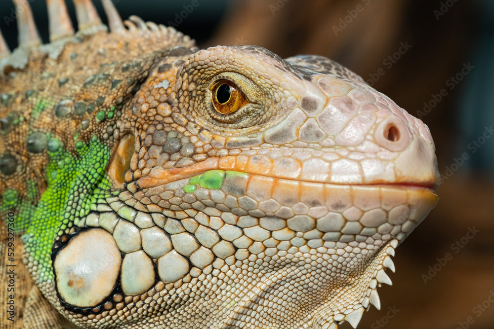 lizard, animal, green lizard with blur background lizard, animal, green lizard with blur background