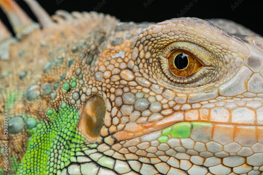 Obraz premium lizard, animal, green lizard with blur background