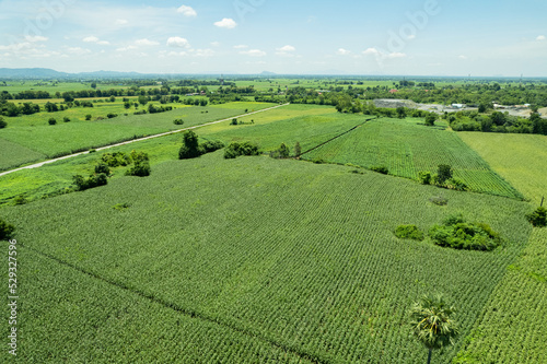 high angle view of farm, grow plants, nice landscape © waranyu