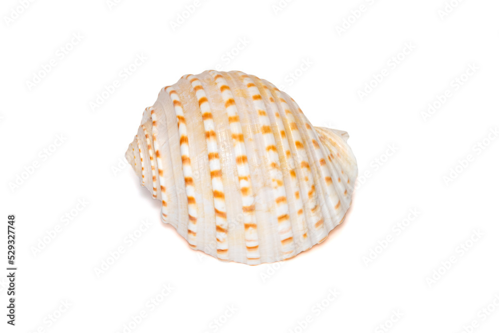 Image of seashells tonna tesselata on a white background. Undersea Animals. Sea Shells. Image of seashells tonna tesselata on a white background. Undersea Animals. Sea Shells.