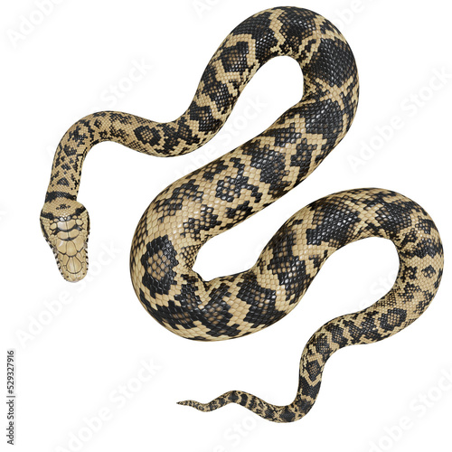 3d illustration of Scrub python. © DibiaDigital