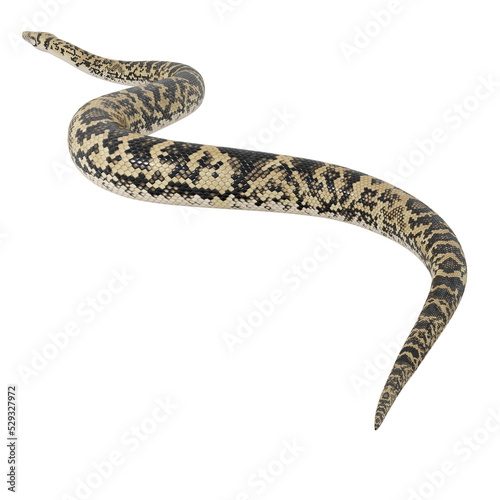 3d illustration of Scrub python.