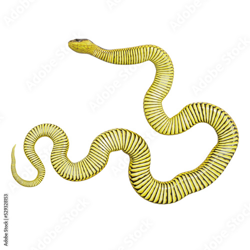 3D illustration of Tiger snake.