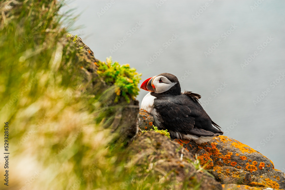 Fototapeta premium Puffin in Latrabjarg, Iceland
