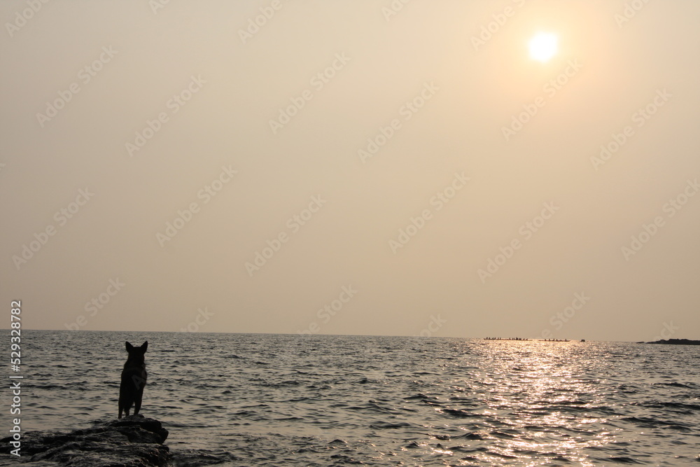 海に沈む夕日を眺める犬