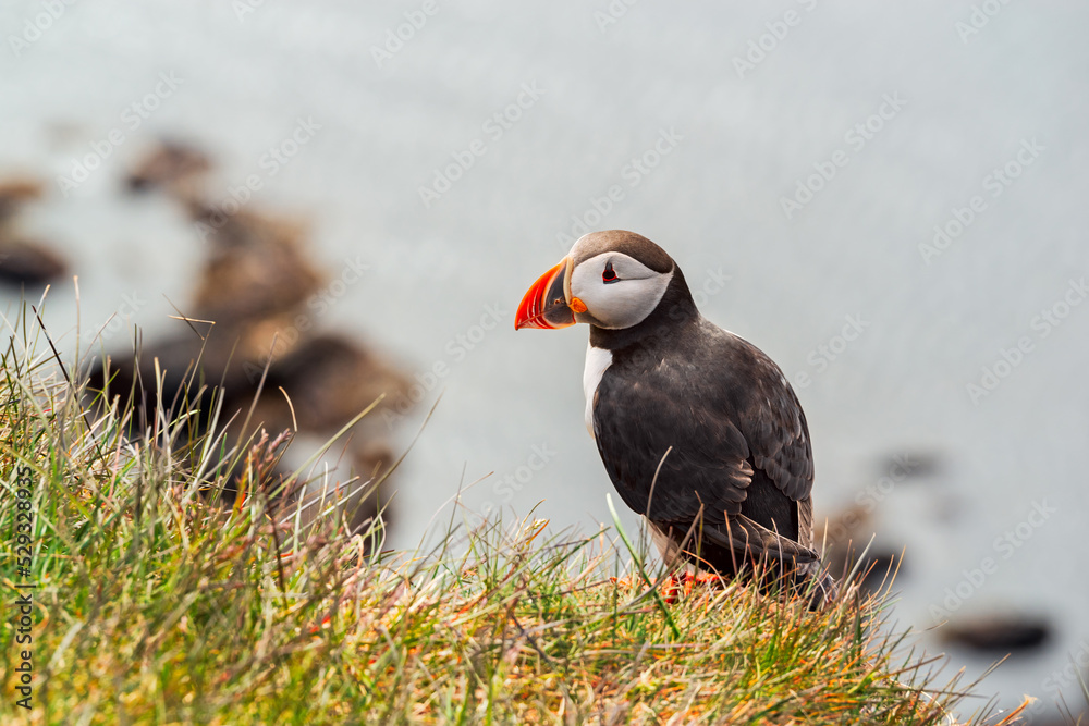 Fototapeta premium Puffin in Latrabjarg, Iceland