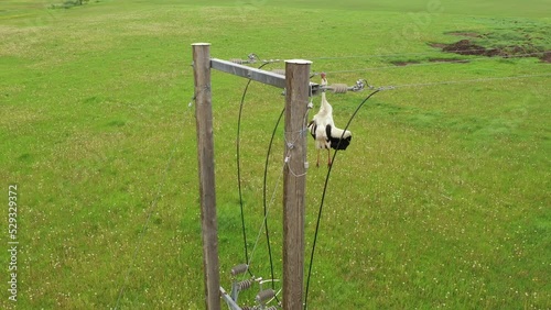 Poor lifeless white stork hanging tangled in electric power lines aerial orbiting view
