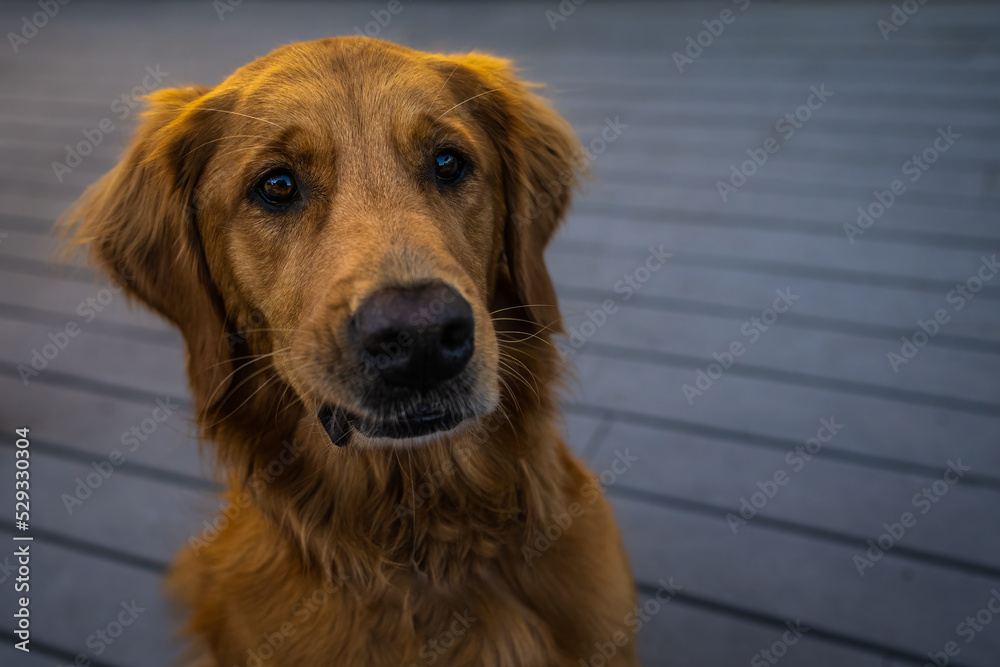 2022-09-05 A YOUNG GOLDEN RETRIEVER LOOKIN GUP WITH PIERCING EYES AND A BLURRY BACKGROUNS IN CHELAN WASHINGTON 2022-09-05 A YOUNG GOLDEN RETRIEVER LOOKIN GUP WITH PIERCING EYES AND A BLURRY BACKGROUNS IN CHELAN WASHINGTON