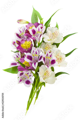 Colorful bouquet of lilies on a white background