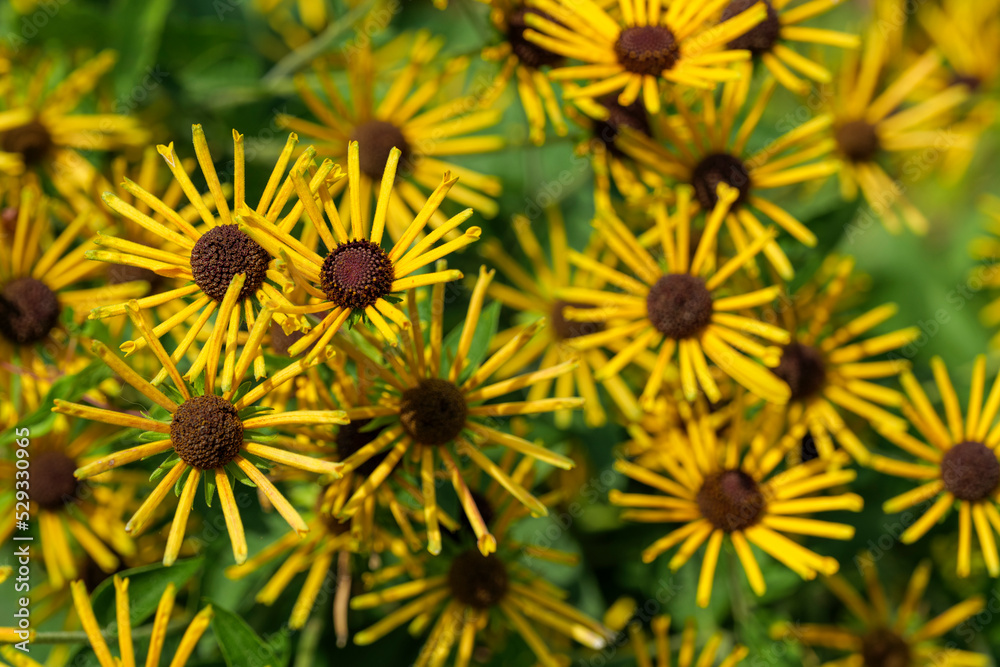A view of a garden full of black-eyed susan flowers, rudbeckia, High quality photo A view of a garden full of black-eyed susan flowers, rudbeckia, High quality photo