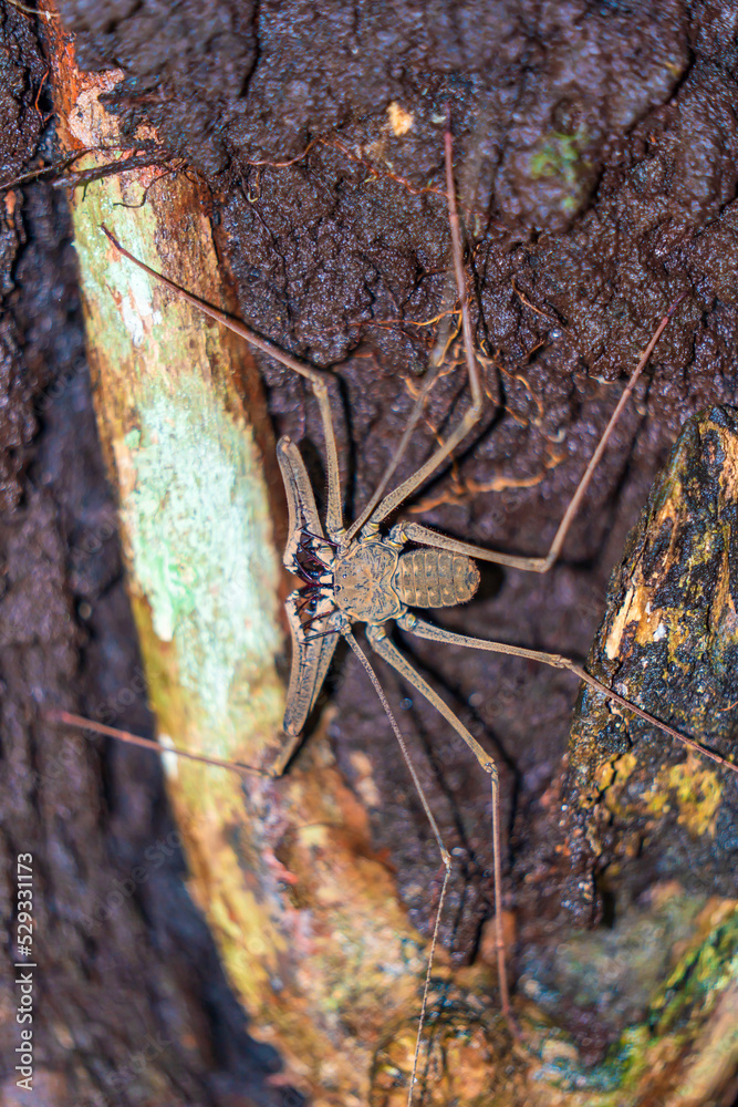 Nocturnal whip scorpions in the Amazon rainforest Stock Photo Adobe
