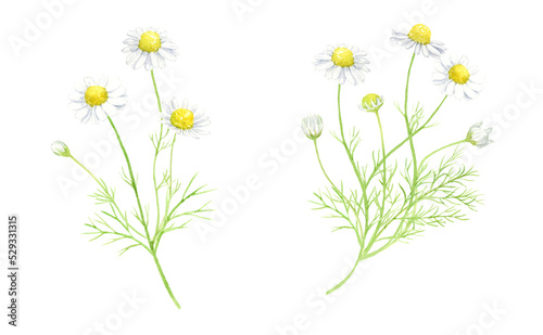 Watercolor illustration of chamomile with transparent background