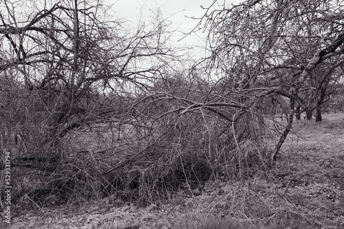 The tangle of branches of an old apple tree against the sky. Black and white photo graphics. High quality photo
