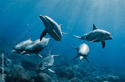 Print op canvas Indian ocean bottlenose dolphin