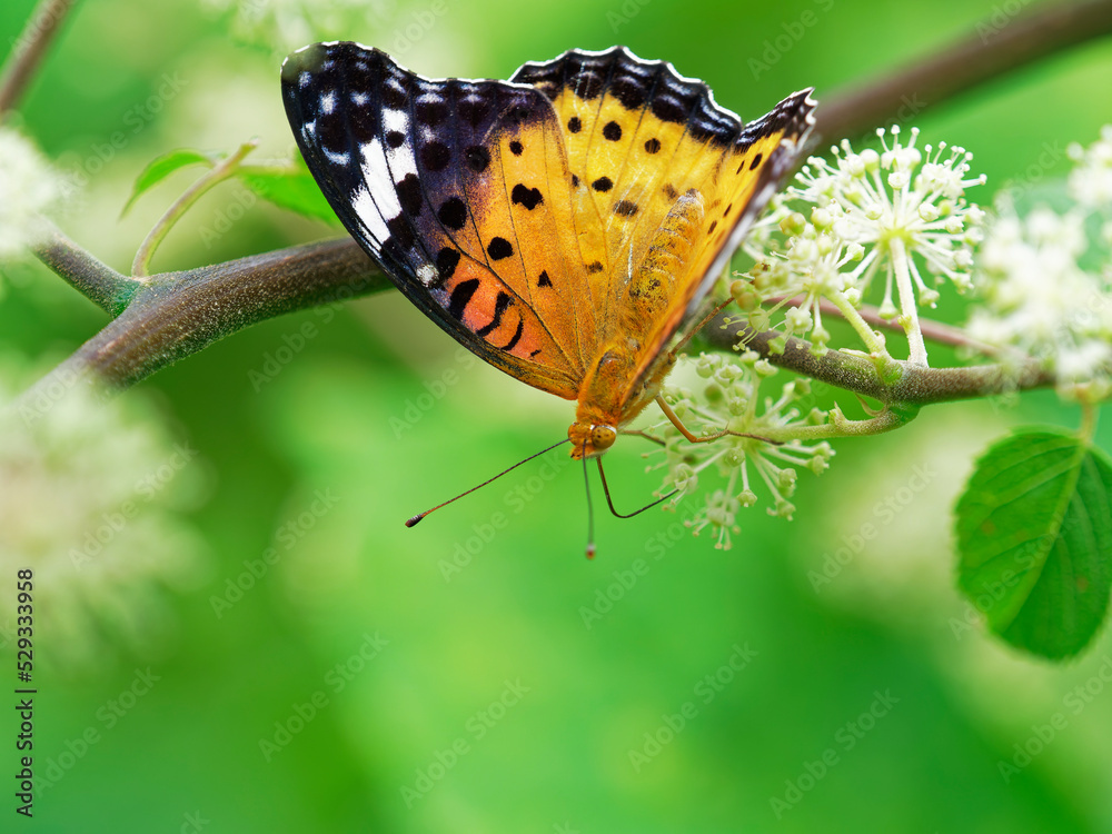 Obraz premium ツマグロヒョウモンの雌