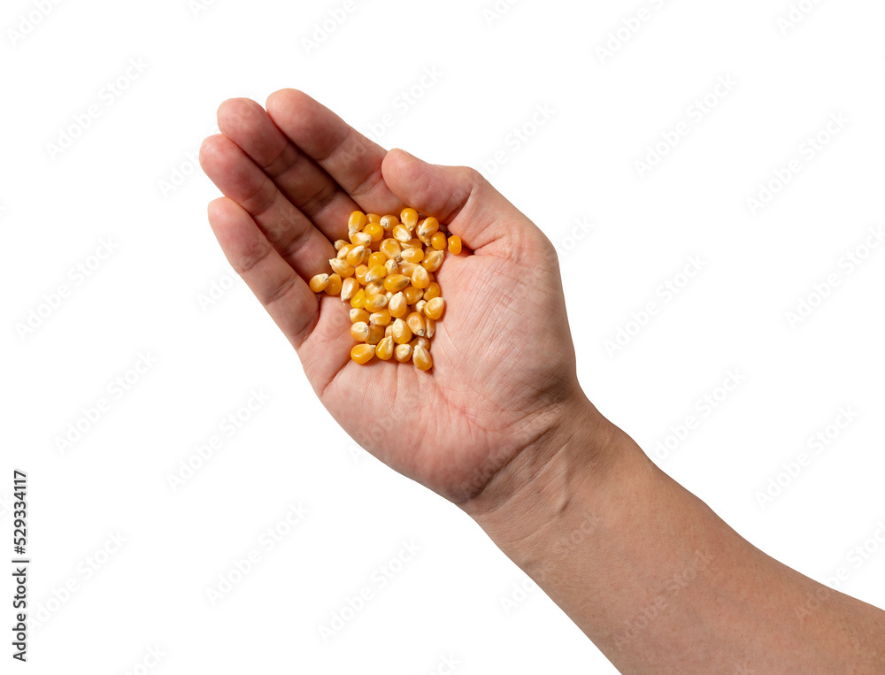 Fototapeta premium Male hand on white background, dried corn kernels in hand.