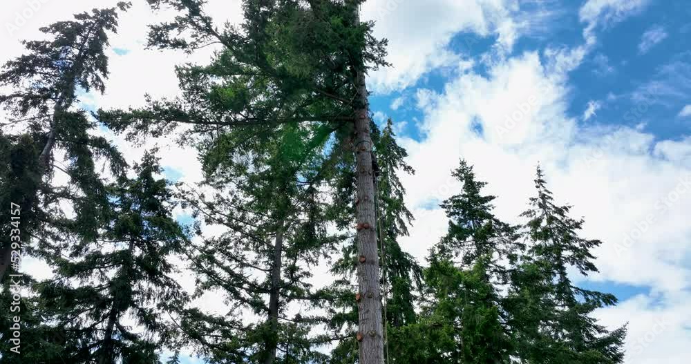 Panoramic View from Below as Arborist Cuts a Limb From a Tree Safely Blue Skies Background