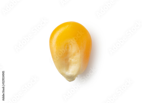 Dried corn kernels placed on white background. photo