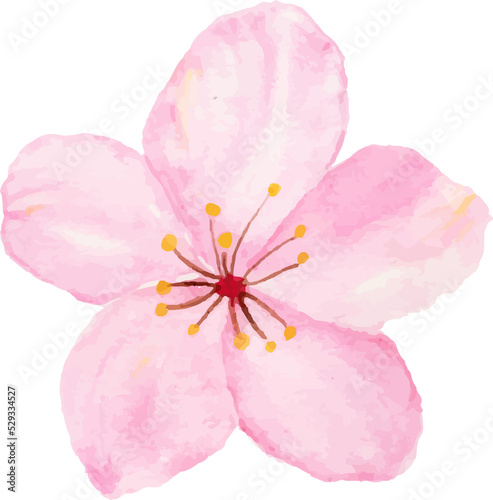 Isolated of watercolor cherry blossom or sakura flower.
