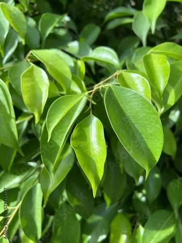 Green banyan leaves of a plant