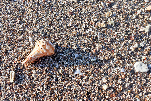 Set of seashells on white sand background