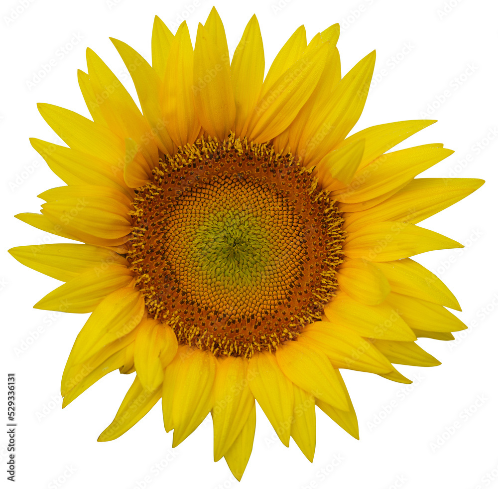 Fototapeta premium bright big yellow sunflower
