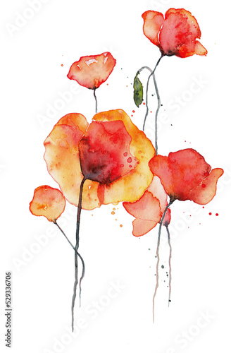 Red Poppy flower watercolor drawing