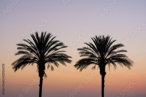 palm trees at sunset © Diana