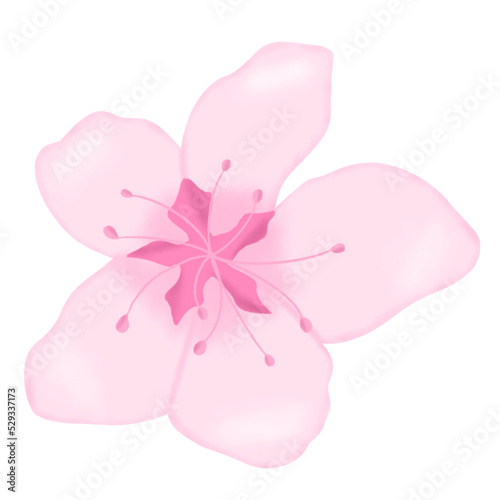 sakura flower illustration