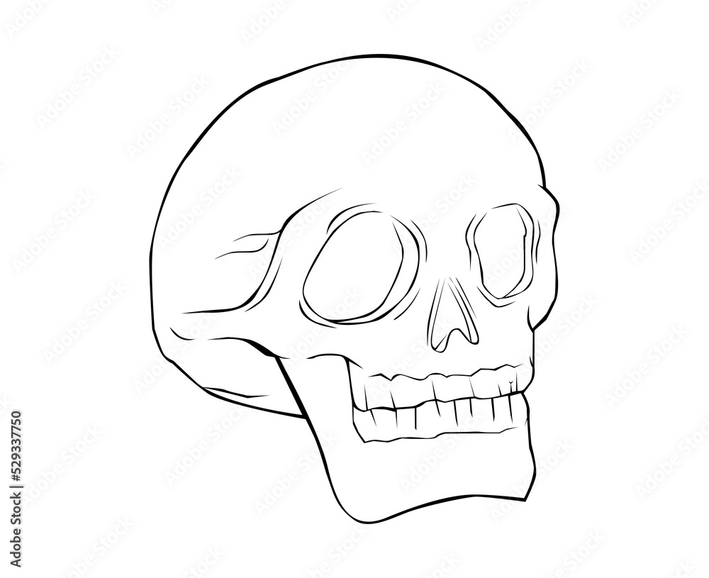 skull lineart skull lineart