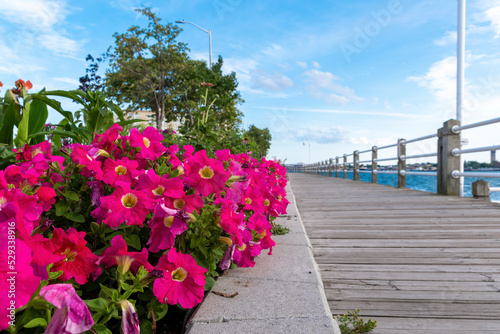 Billede på lærred Vibrant pink flowers decorate a garden running alongside the boardwalk at Sault Ste