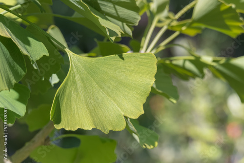 ginkgo biloba leaf close up with sunlight