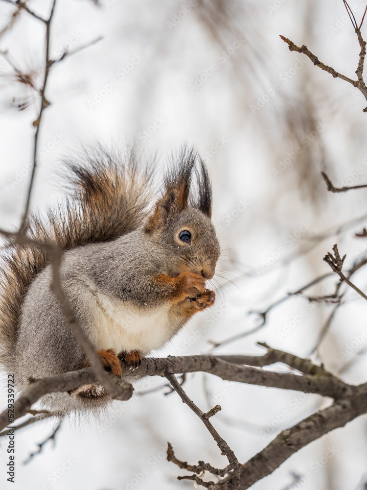 The squirrel with nut sits on tree in the winter or late autumn The squirrel with nut sits on tree in the winter or late autumn