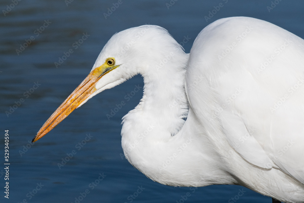 Great Egret (Ardea alba) Great Egret (Ardea alba)