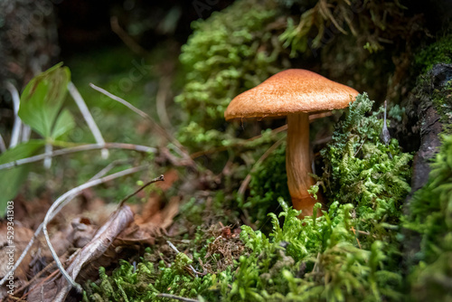 A small mushroom grows on the ground, surrounded by moss and leaves, at the side of a tree along the Agawa Bay Pictographs trail in Lake Superior Provincial Park, Ontario.