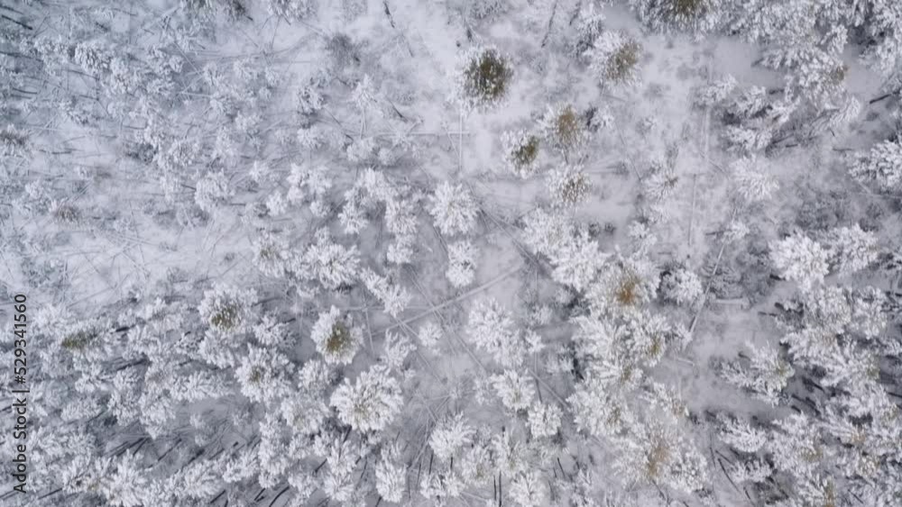 B Roll drone top down aerial view of snowy forest with mature pine trees covered in snow. 4k, part of large series B Roll drone top down aerial view of snowy forest with mature pine trees covered in snow. 4k, part of large series