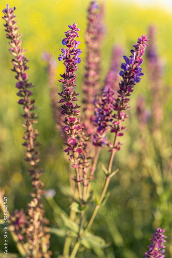 lavender flowers lavender flowers